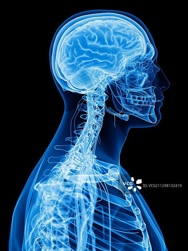 颈部和头部的神经系统图片素材