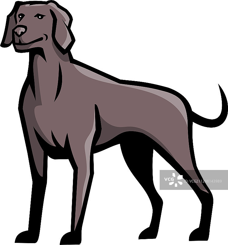 威玛猎犬品种吉祥物图片素材
