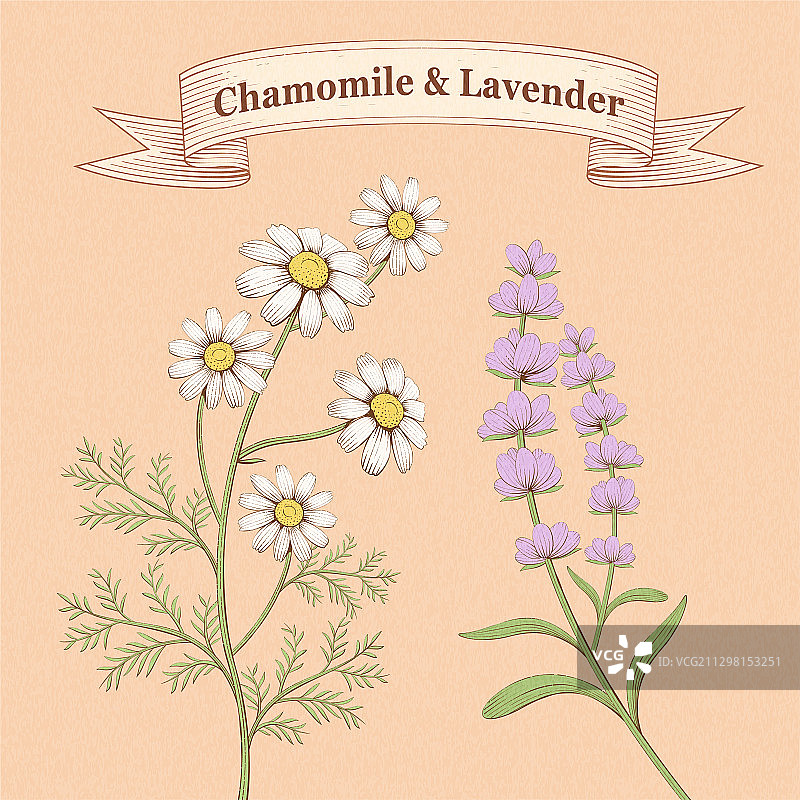蚀刻风菊花与薰衣草元素图片素材