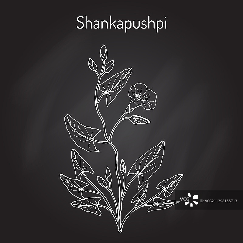 旋花植物药材图片素材