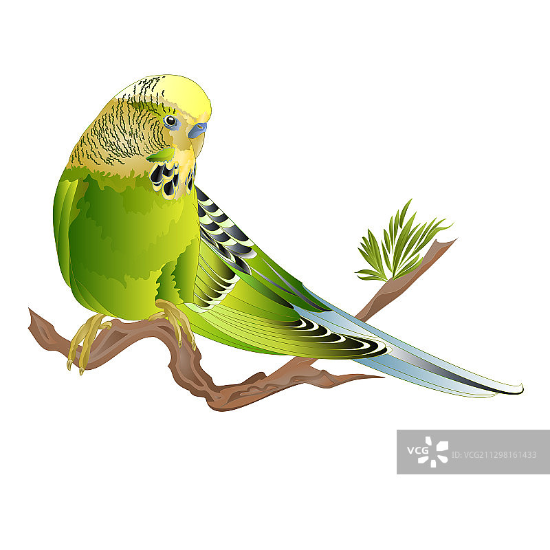 绿宠物鹦鹉或虎皮鹦鹉或贝壳图片素材