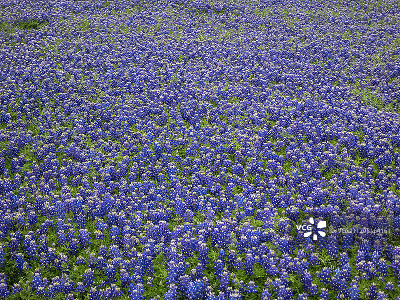 德克萨斯州的蓝色帽图片素材