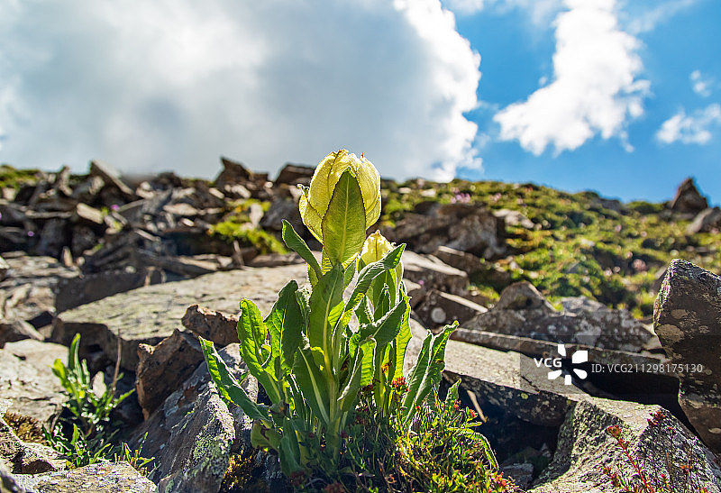 苞叶雪莲图片素材