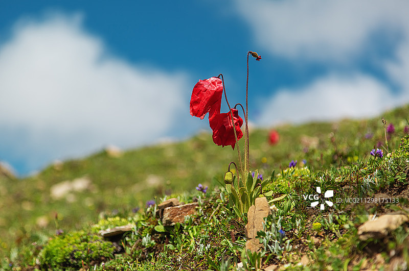 红花绿绒蒿图片素材