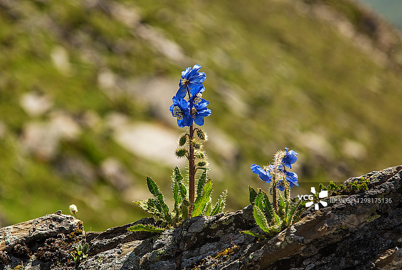 总状绿绒蒿图片素材