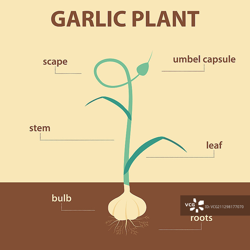 大蒜植株各部分示意图图片素材