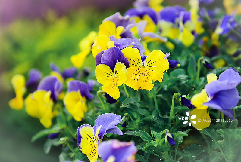 三色堇的夏天图片素材