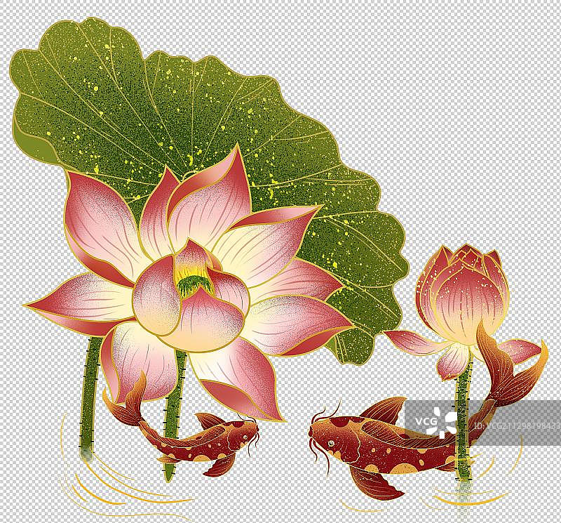 荷花池里的鲤鱼图片素材