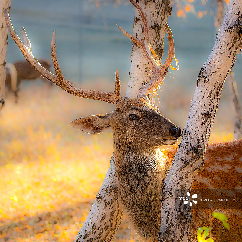 鹿图片素材