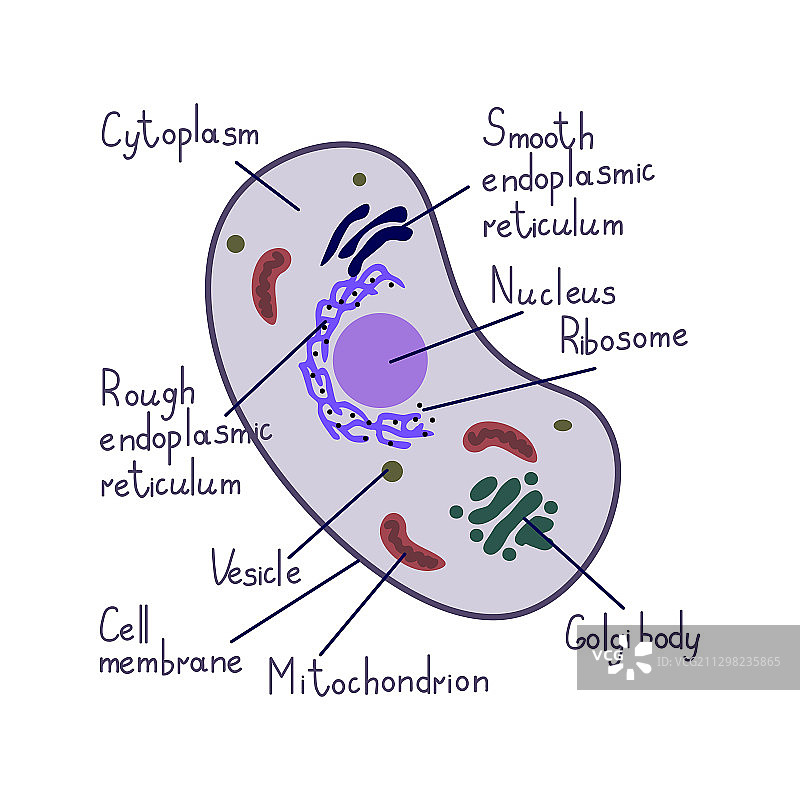 真核细胞图片素材