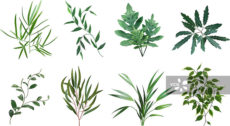 绿色逼真草本桉树蕨类植物图片素材