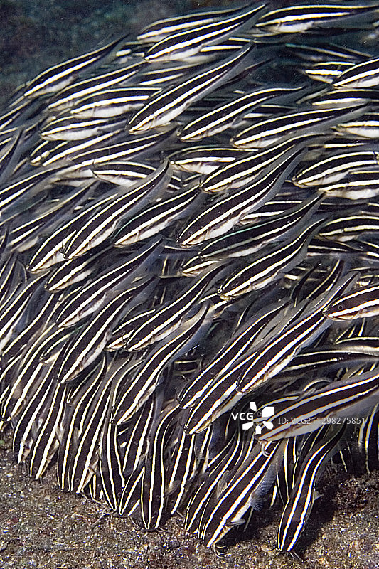 幼年条纹鲶鱼觅食图片素材