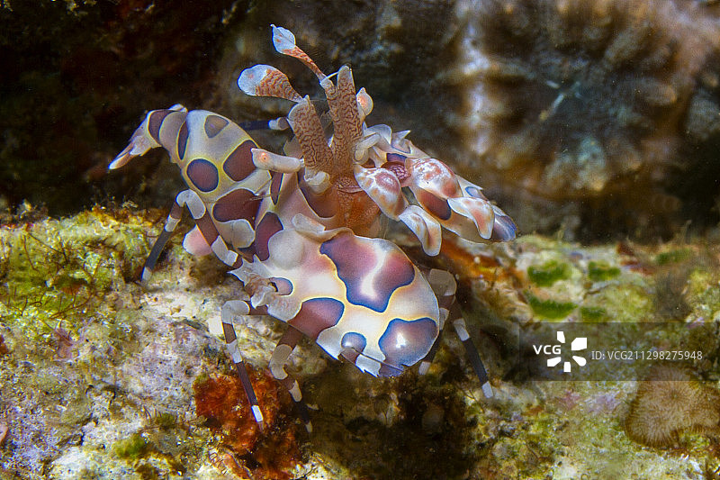 丑角虾图片素材