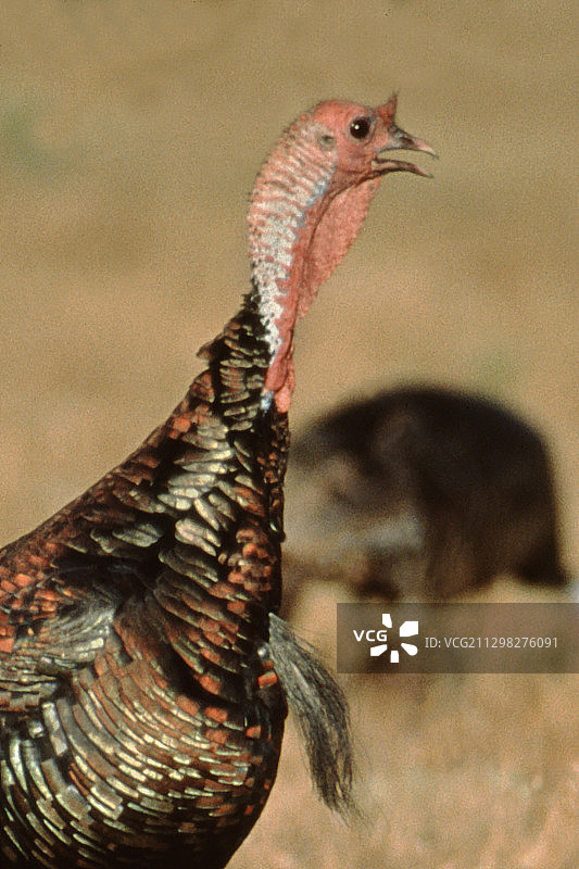野生火鸡雄性特写图片素材
