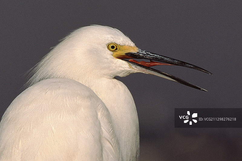 雪鹭近距离鸣叫图片素材