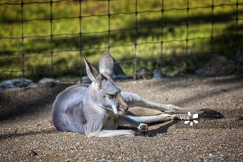 澳洲，澳大利亚，维多利亚州，墨尔本，天堂牧场图片素材