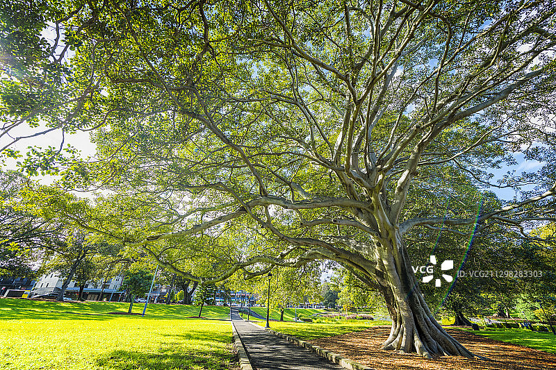澳洲，澳大利亚，新南威尔士州，悉尼大学图片素材