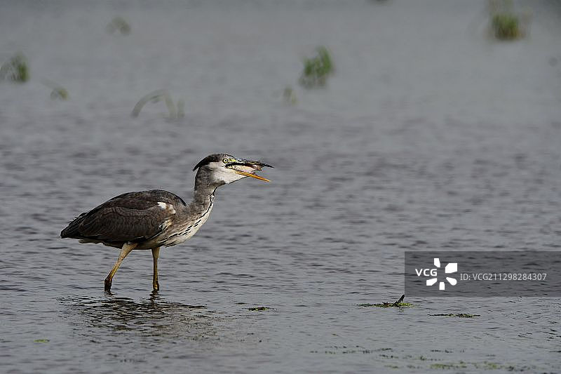 苍鹭捕鱼图片素材