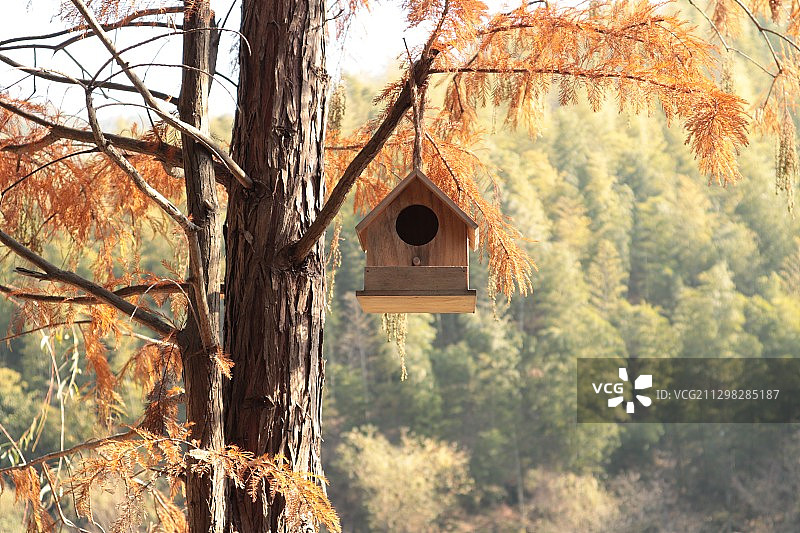 它们小小的窝图片素材