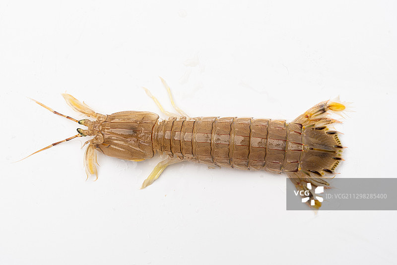 皮皮虾图片素材