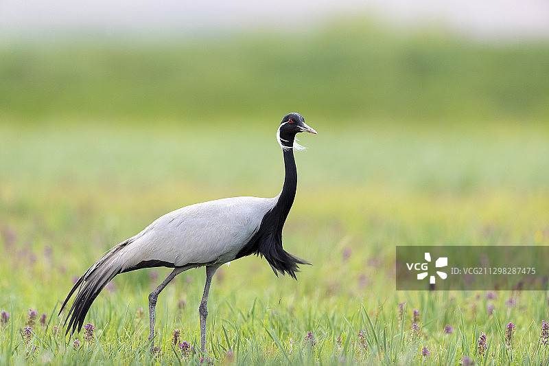 内蒙古锡林郭勒盟蓑羽鹤湿地公园图片素材