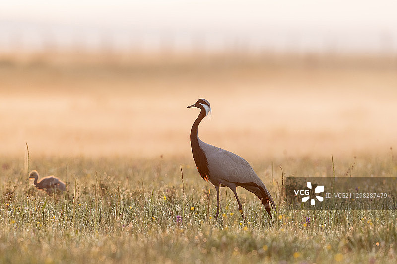 内蒙古锡林郭勒盟蓑羽鹤湿地公园图片素材