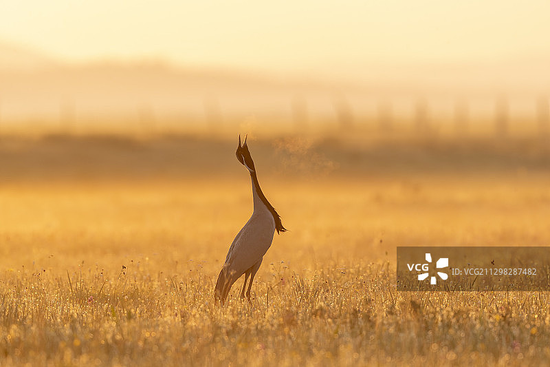 内蒙古锡林郭勒盟蓑羽鹤湿地公园图片素材