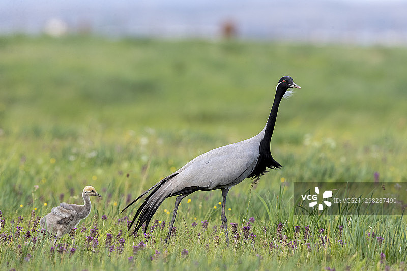 内蒙古锡林郭勒盟蓑羽鹤湿地公园图片素材