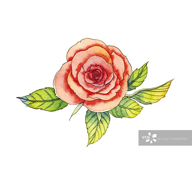 玫瑰花水彩插画素材图片素材