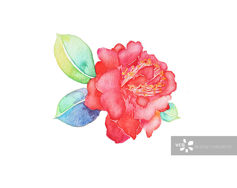 国风水彩山茶花元素图片素材