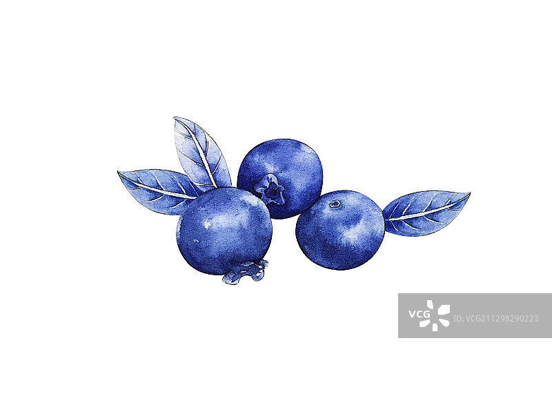 蓝莓水果水彩插画素材图片素材