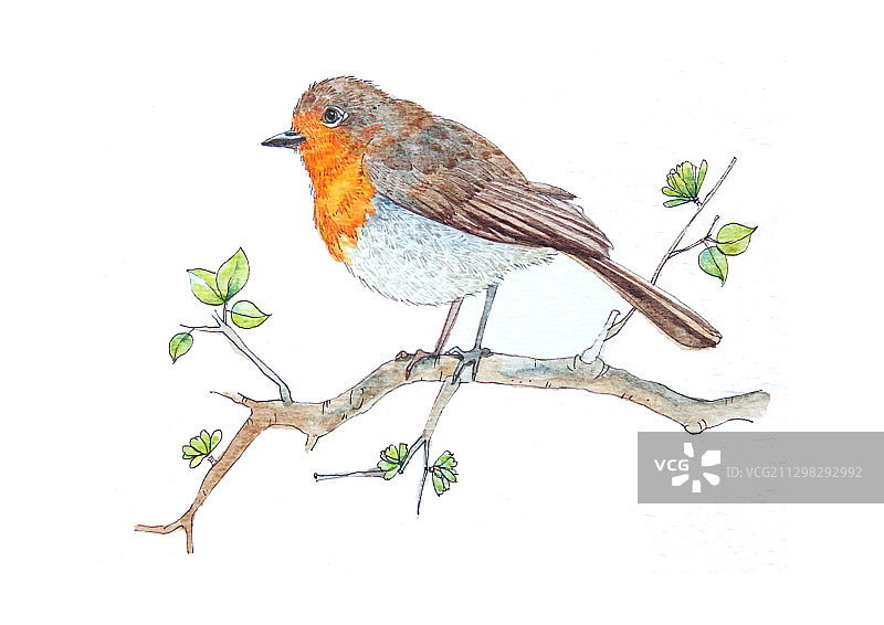 枝头的小鸟水彩插画图片素材