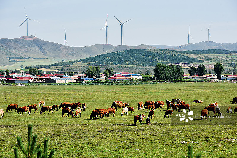 2020年8月29日拍摄的河北省承德市围场御道口林场景色。图片素材