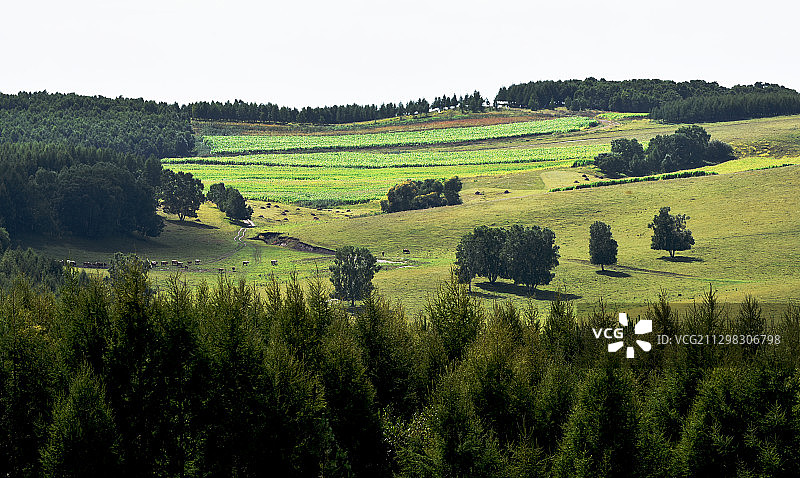 2020年8月29日拍摄的河北省承德市围场御道口林场景色。图片素材