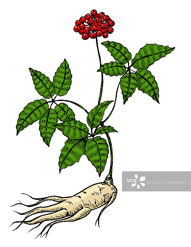 人参根和叶雕刻图片素材