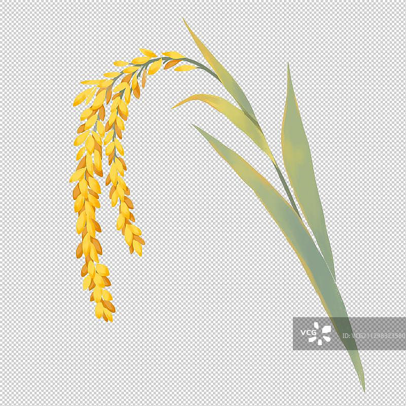 成熟的麦穗图片素材