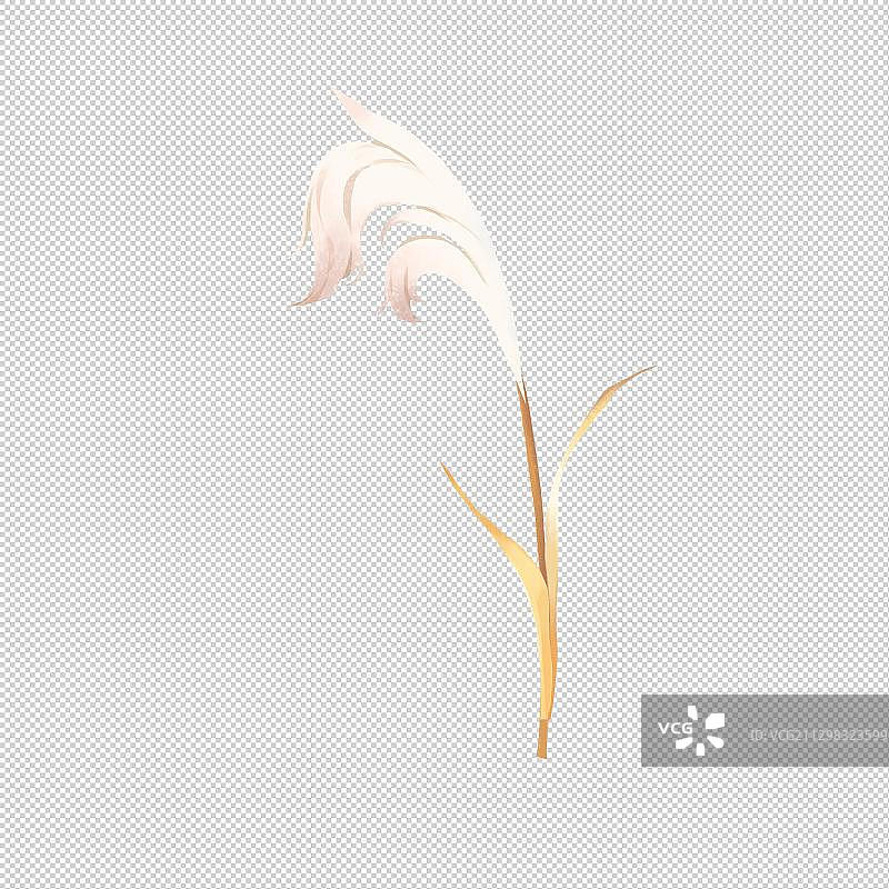 芦苇图片素材