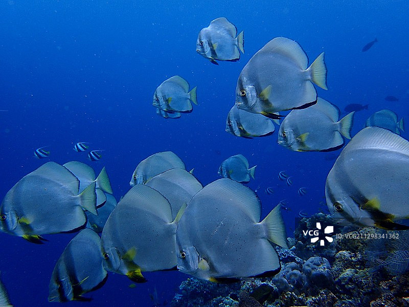 尖翅燕鱼群图片素材