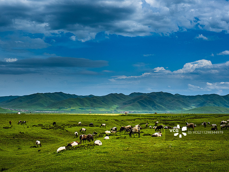 桑科草原图片素材