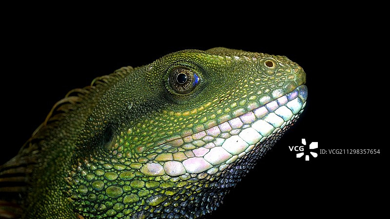 长鬣蜥图片素材