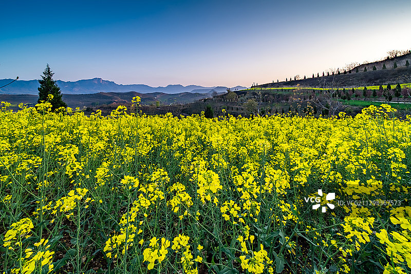 甘肃陇南山间梯田油菜花图片素材