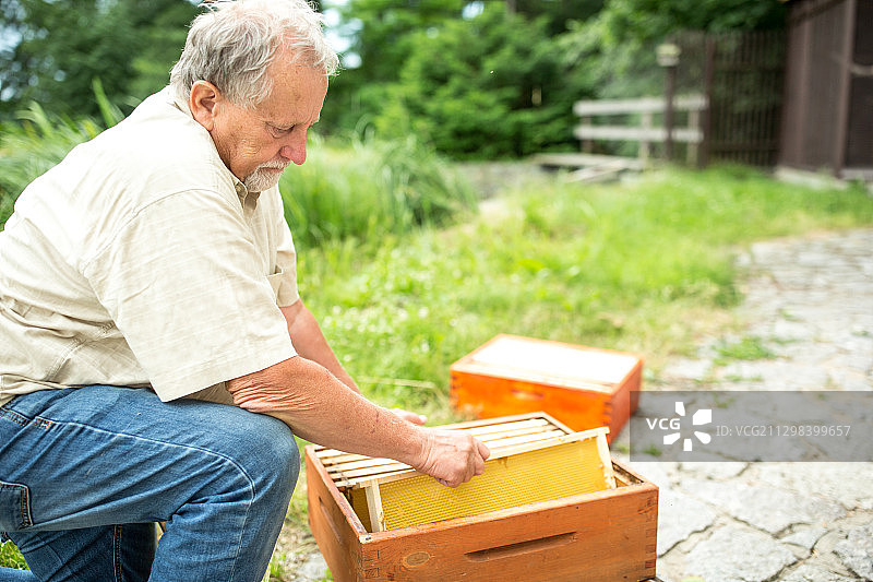 男人从农场木箱中取出蜂巢图片素材