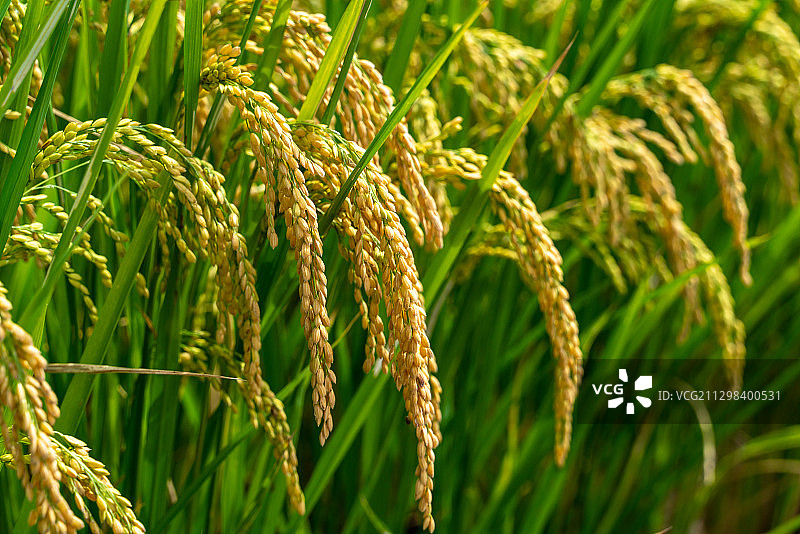 成熟的稻穗图片素材