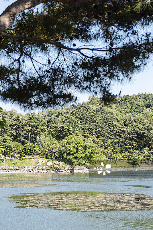 松树湖风光图片素材