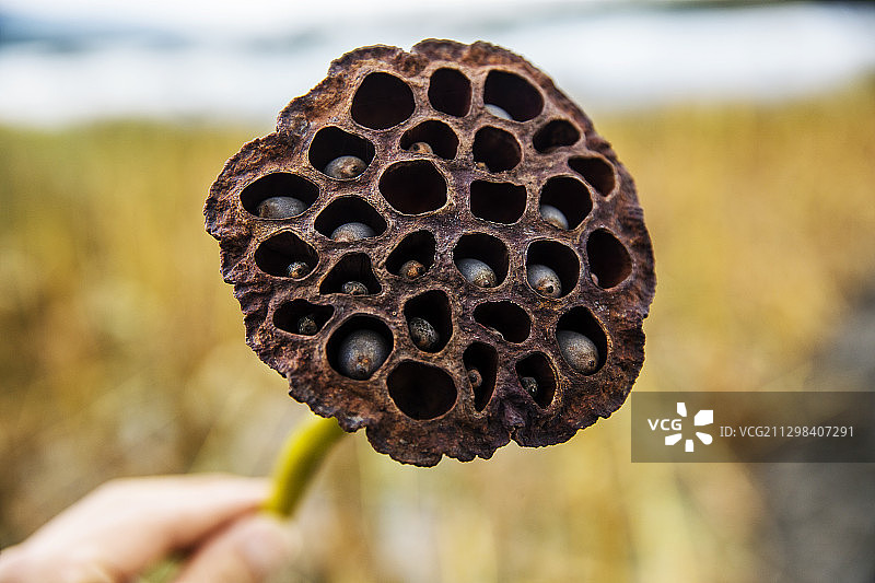 莲藕特写图片素材
