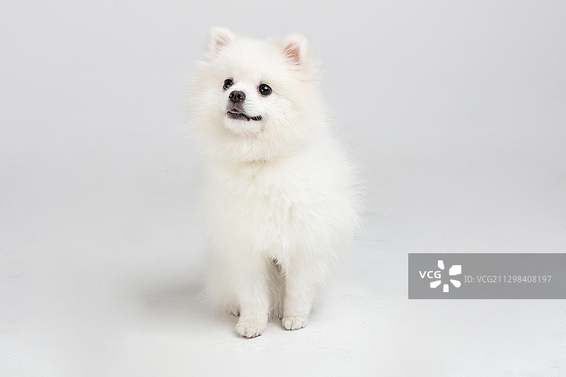 向上看的白色博美犬图片素材