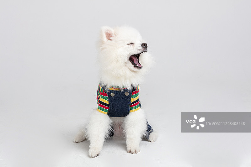 穿着衣服的白色博美犬打哈欠图片素材
