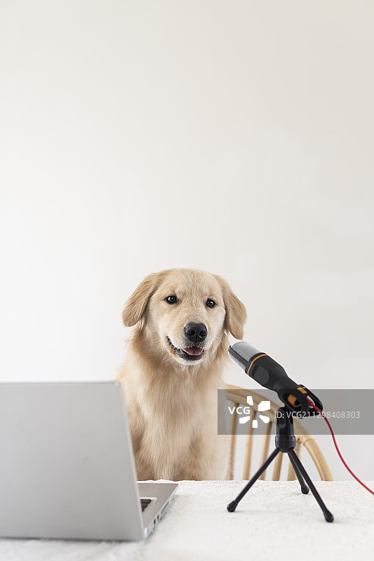 在桌旁，带着麦克风和笔记本电脑的金毛寻回犬图片素材
