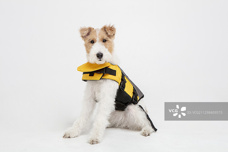 穿着救生衣的刚毛猎狐梗幼犬，白色背景图片素材