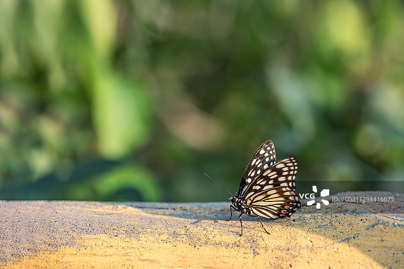 一只黑脉蛱蝶落在在石头台阶上图片素材